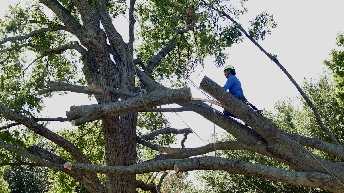 Professional Crown Thinning performed by certified arborists in Big Rock