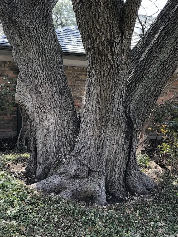 Mature heritage tree close to a Big Rock property cared for by certified arborists